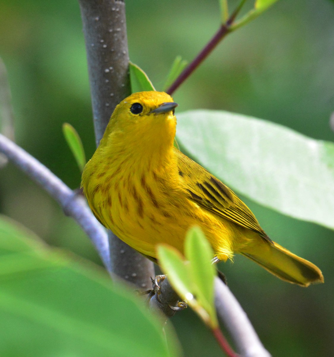 Northern/Mangrove Yellow Warbler - ML626863874