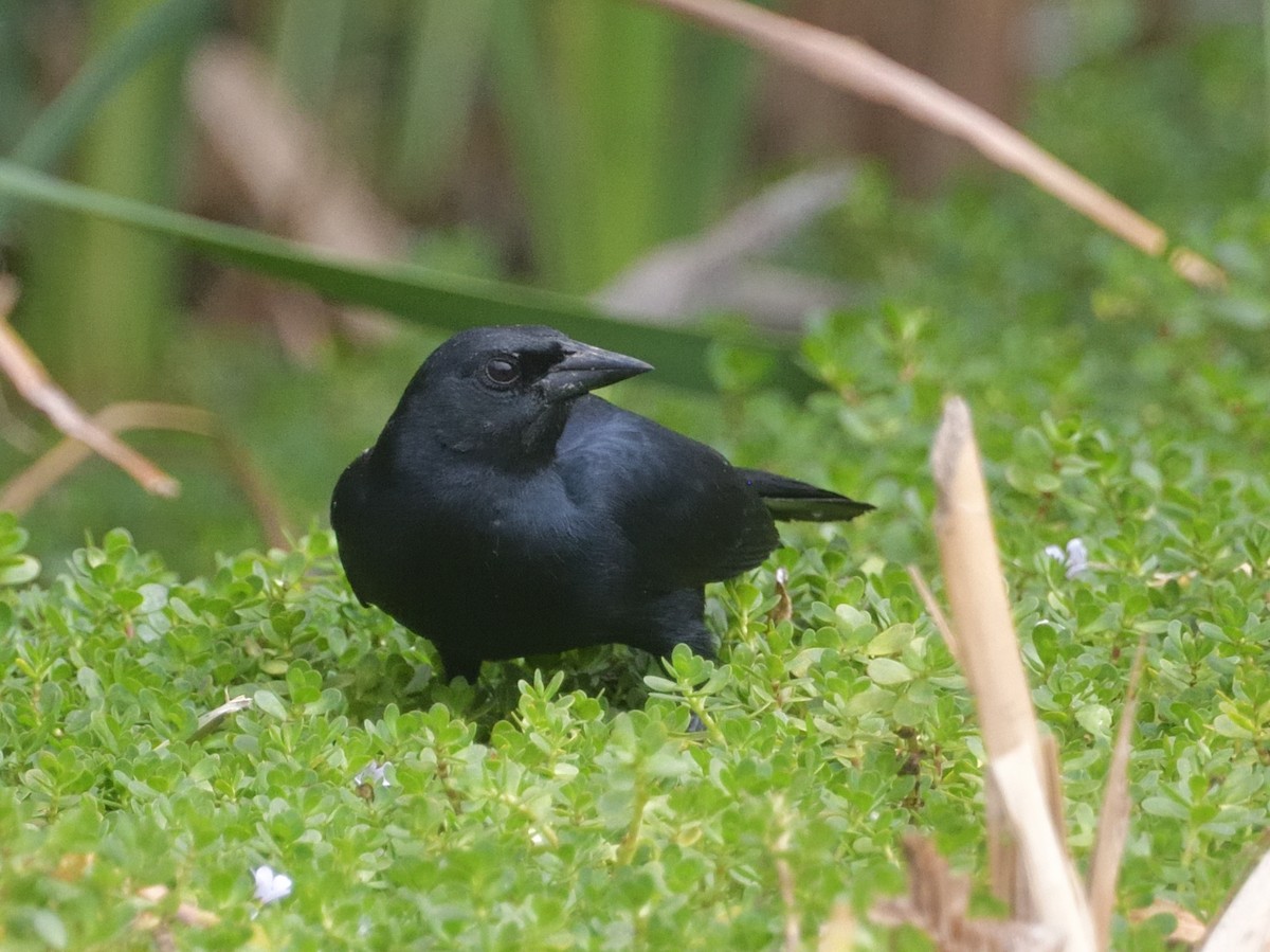 Scrub Blackbird - ML626863953