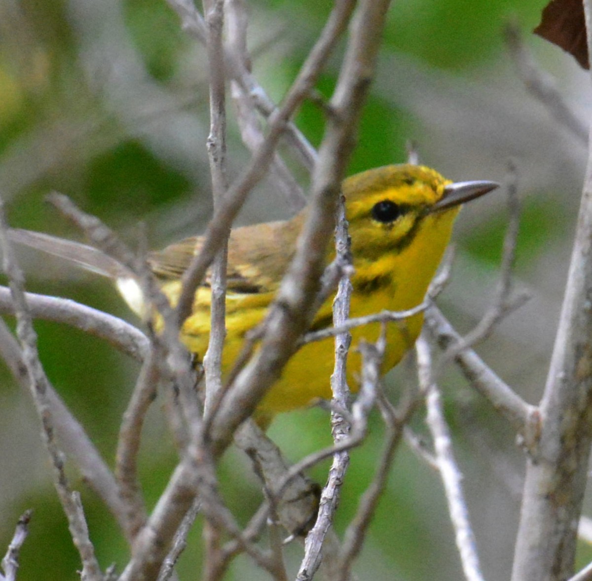 Prairie Warbler - ML626863965