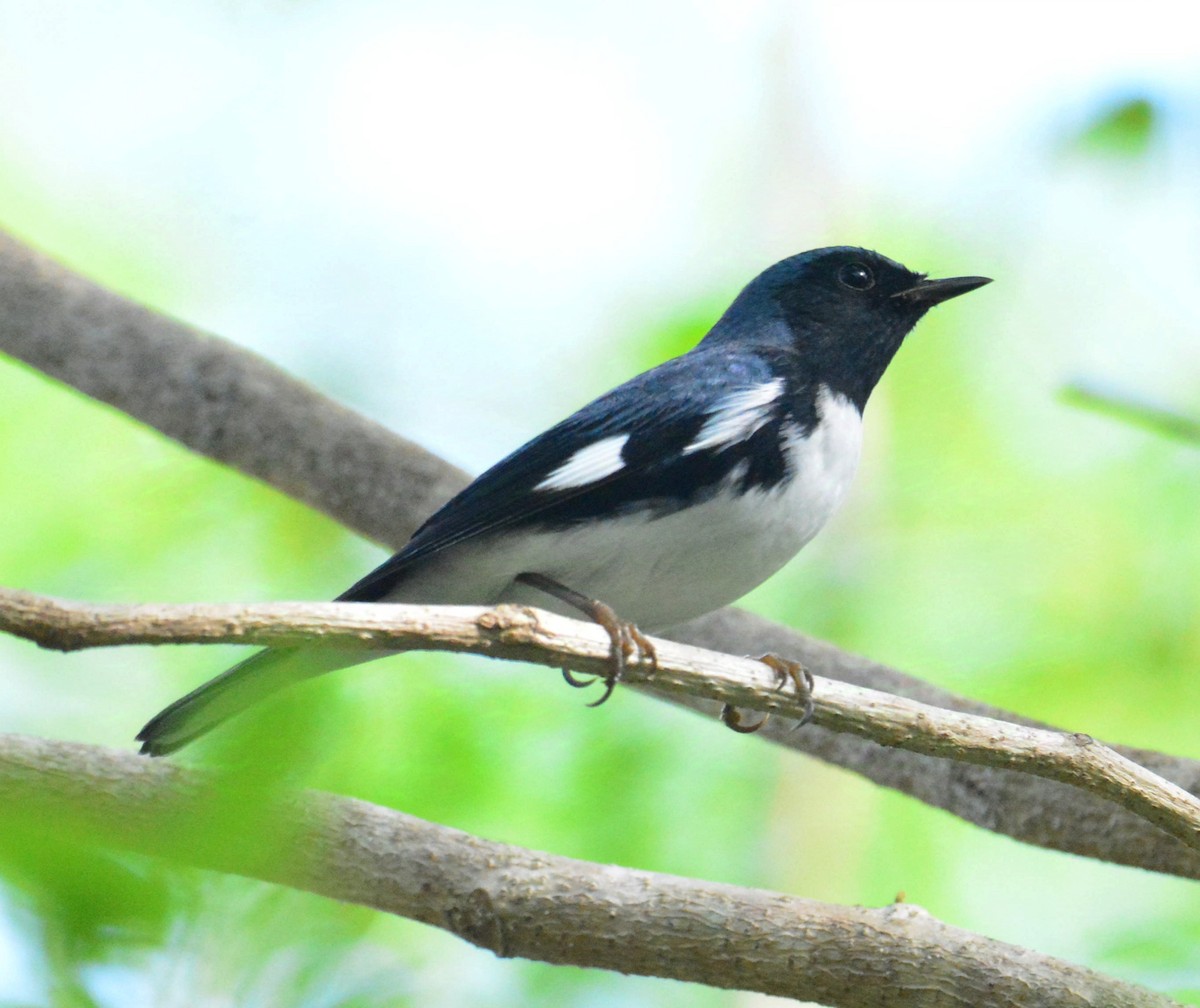 Black-throated Blue Warbler - ML626864033