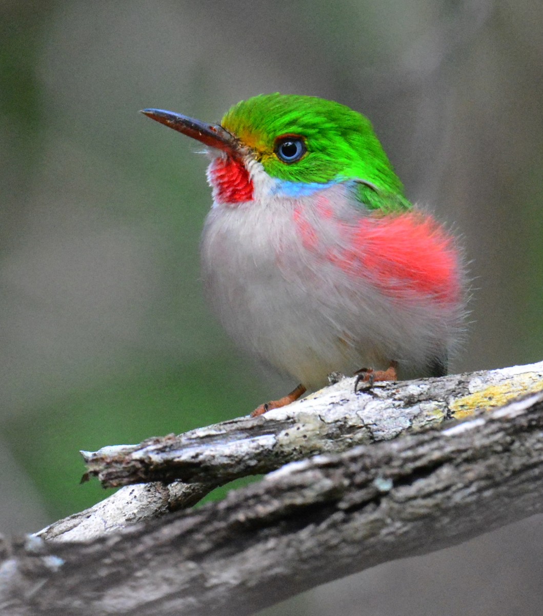 Cuban Tody - ML626864053