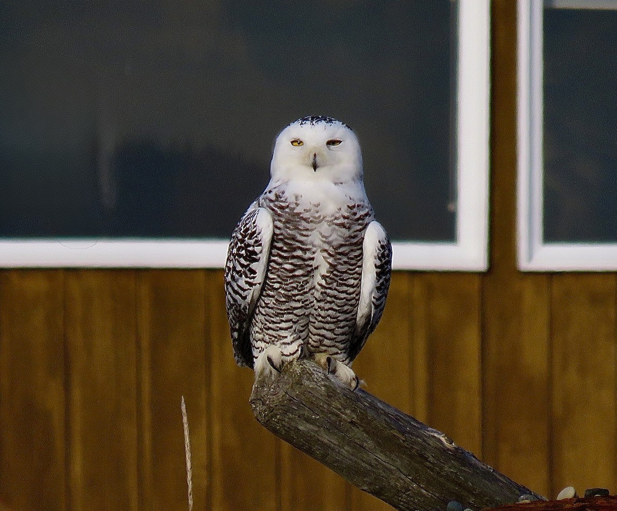 Snowy Owl - ML626864363