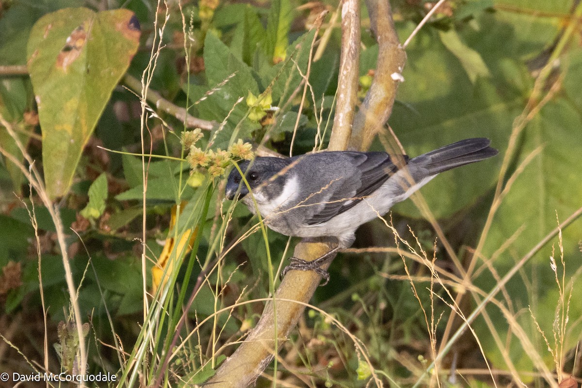Wing-barred Seedeater (Wing-barred) - ML626864396