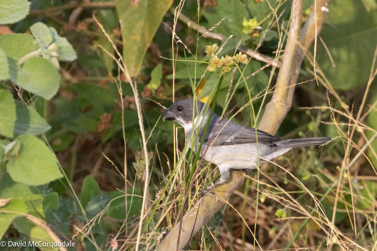 Wing-barred Seedeater (Wing-barred) - ML626864397