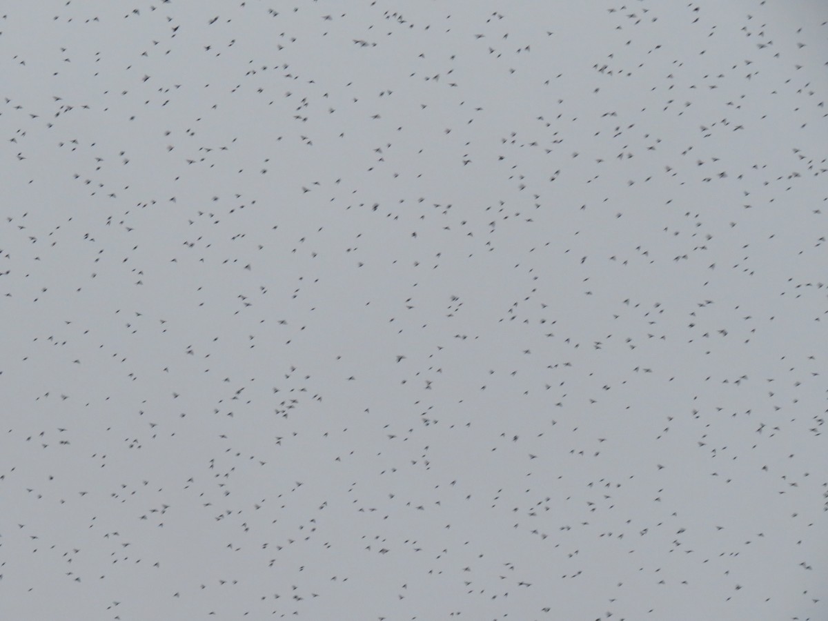 European Starling - ML626864610