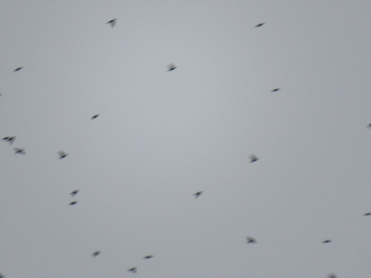 European Starling - ML626864611