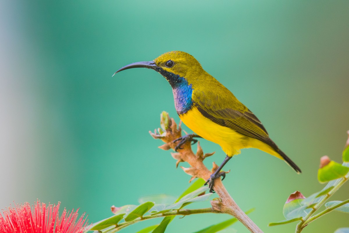 Sahul Sunbird - ML626864801
