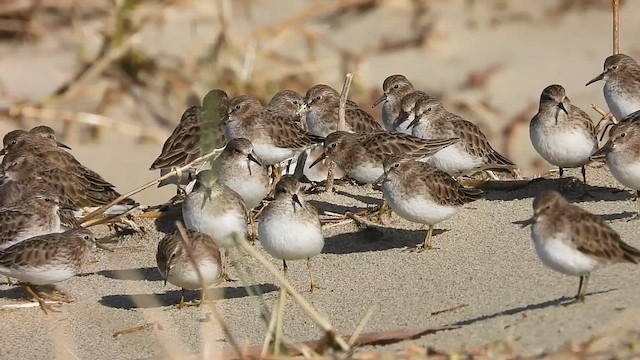 Least Sandpiper - ML626864941