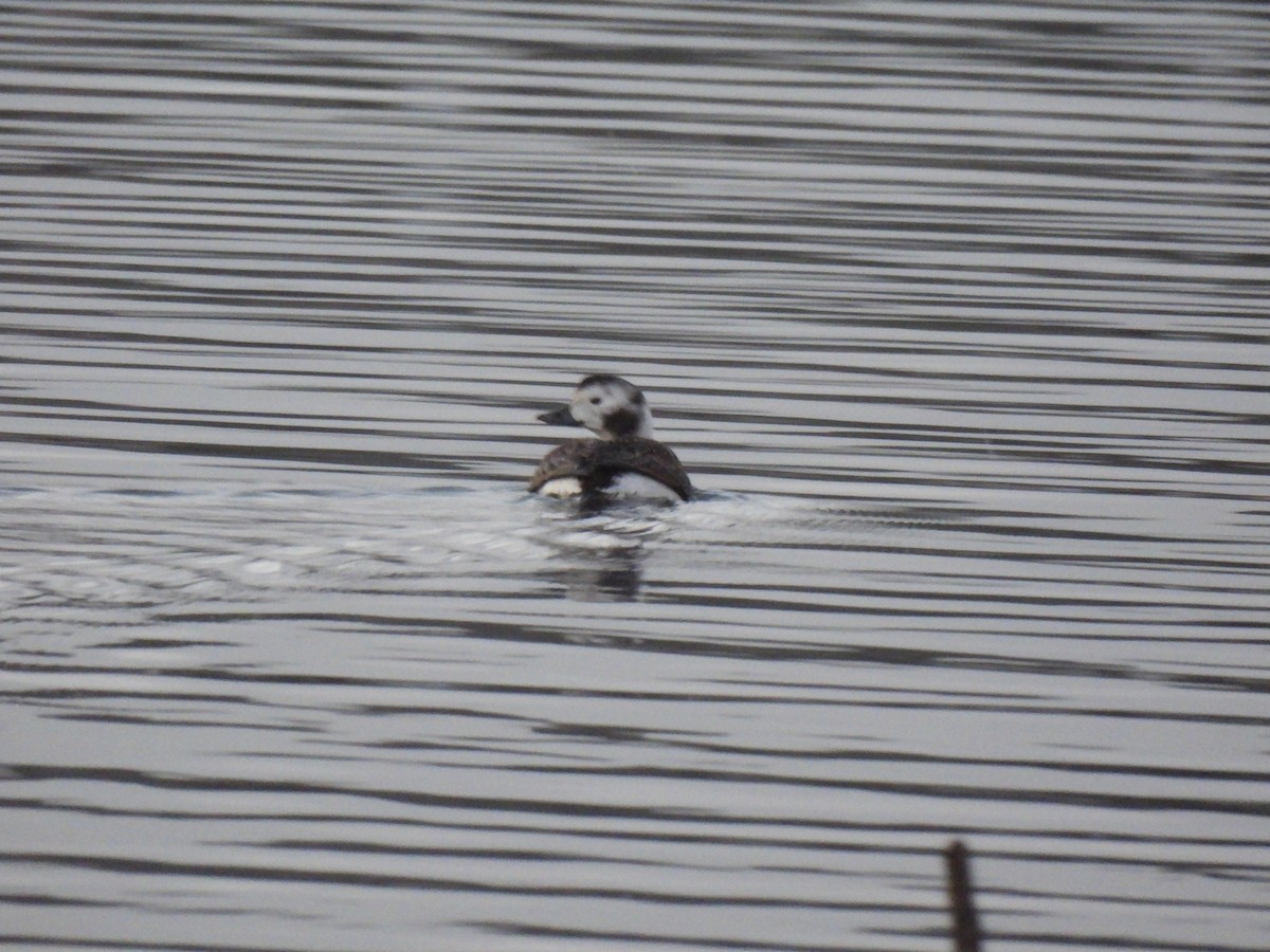 Long-tailed Duck - ML626865287