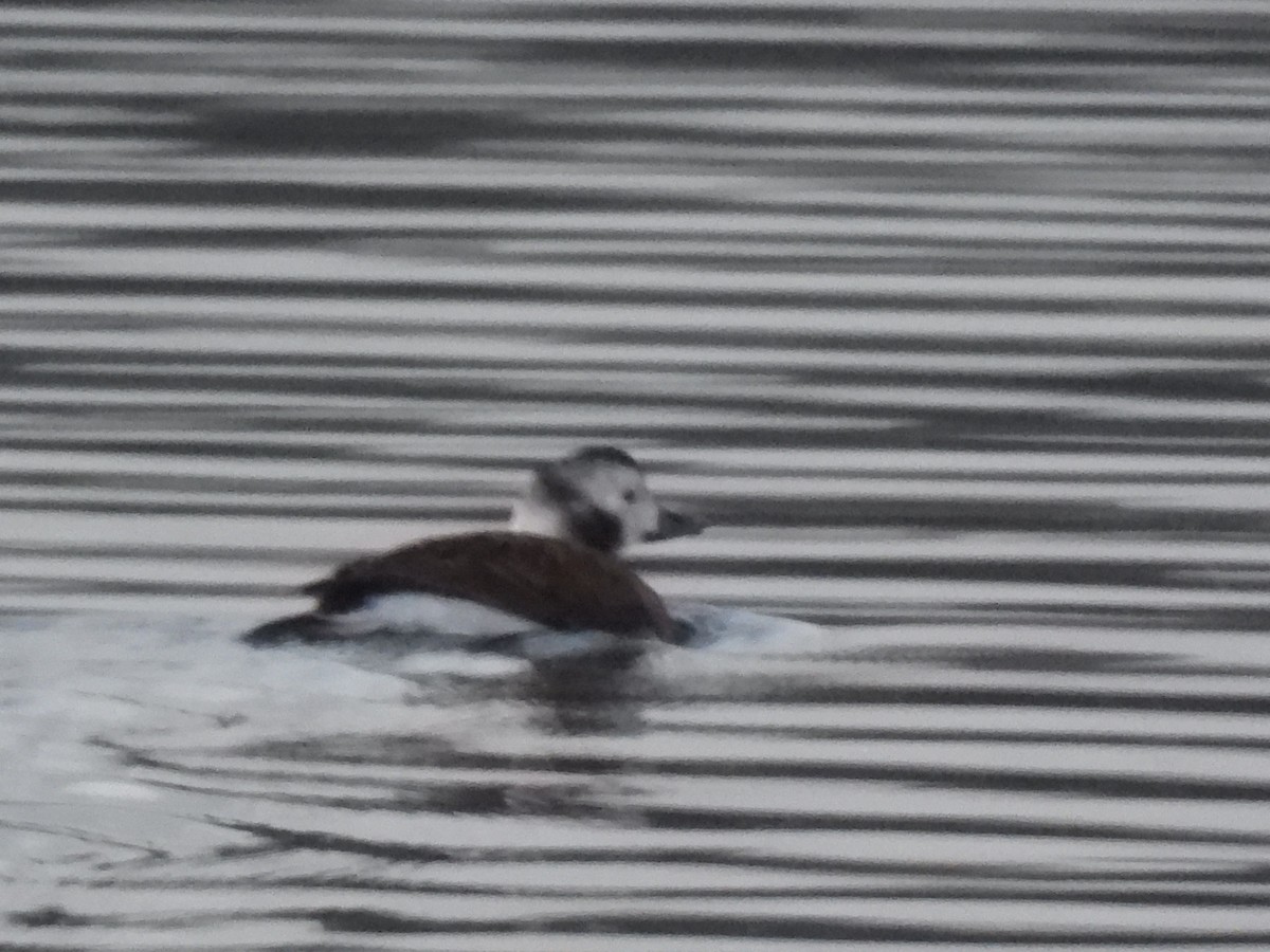 Long-tailed Duck - ML626865299