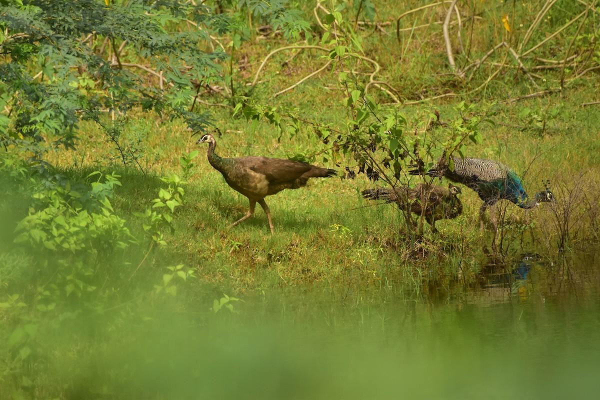 Indian Peafowl - ML626865341