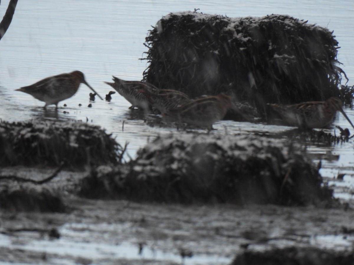 Wilson's Snipe - ML626865344