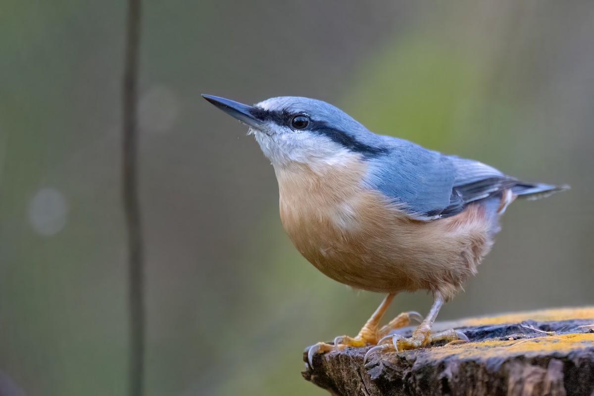 Trepador Azul (grupo europaea) - ML626865588