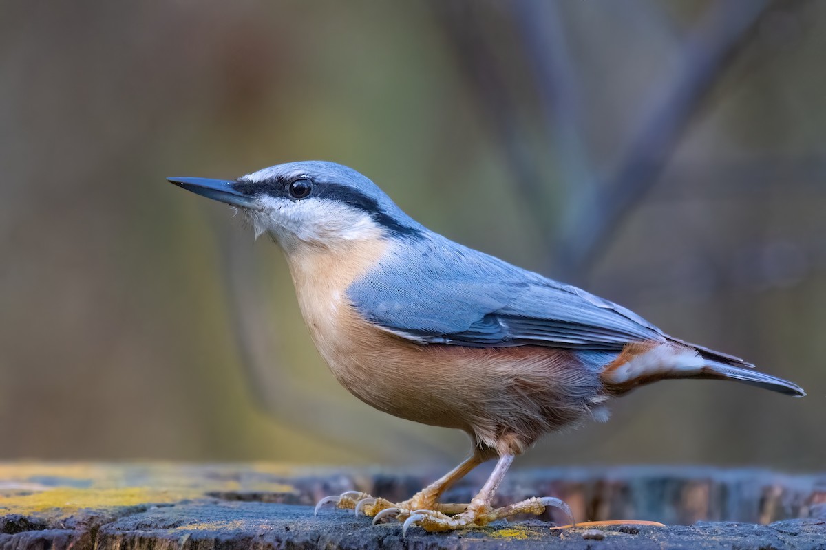 Trepador Azul (grupo europaea) - ML626865589