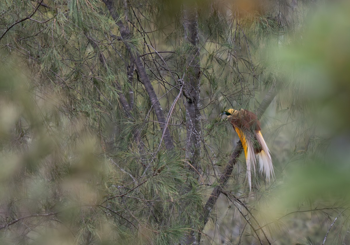 Lesser Bird-of-Paradise - ML626866061