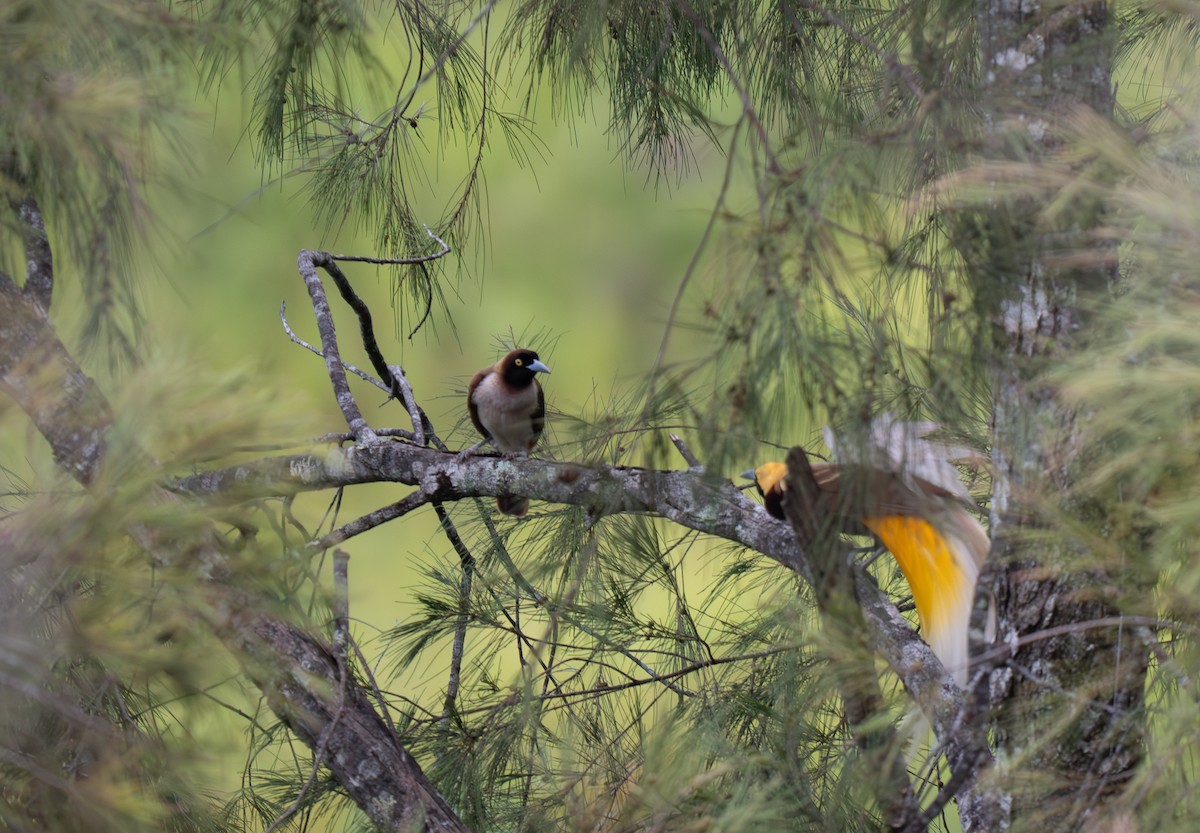Lesser Bird-of-Paradise - ML626866062