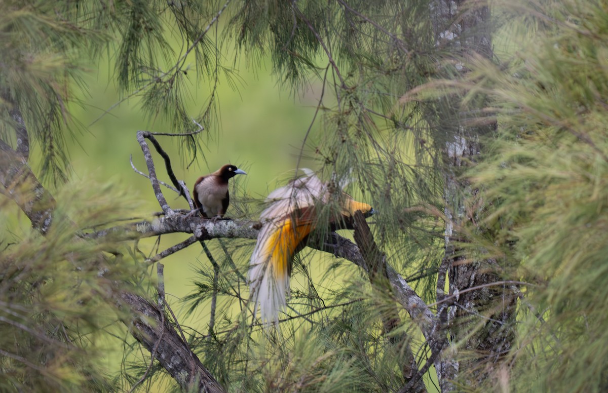 Lesser Bird-of-Paradise - ML626866065