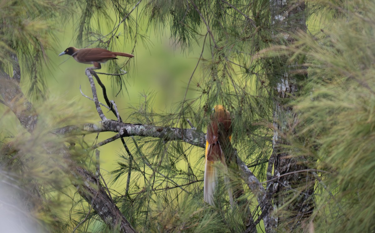 Lesser Bird-of-Paradise - ML626866066