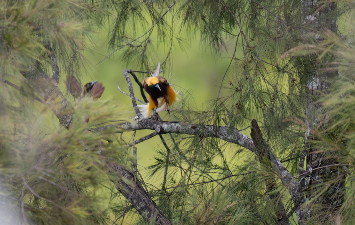 Lesser Bird-of-Paradise - ML626866067