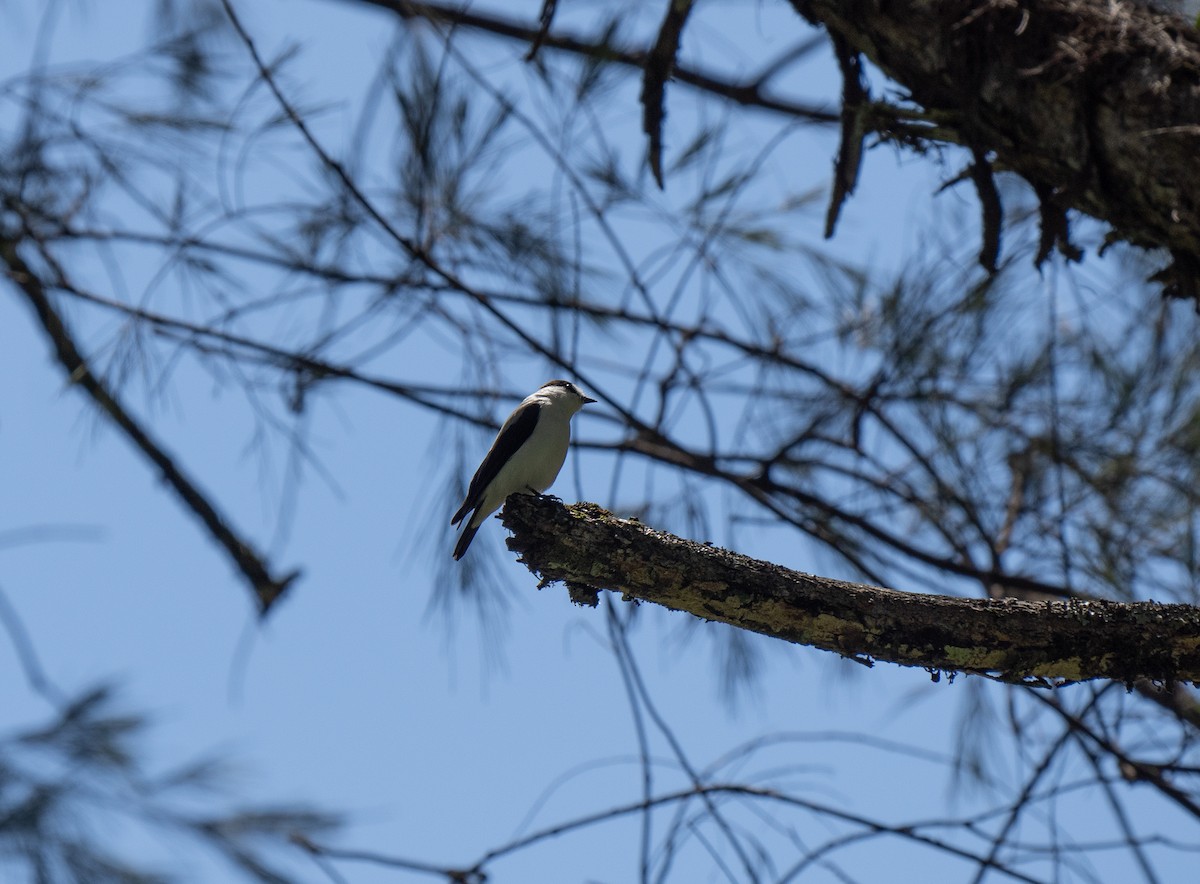 Torrent Flyrobin - ML626866122