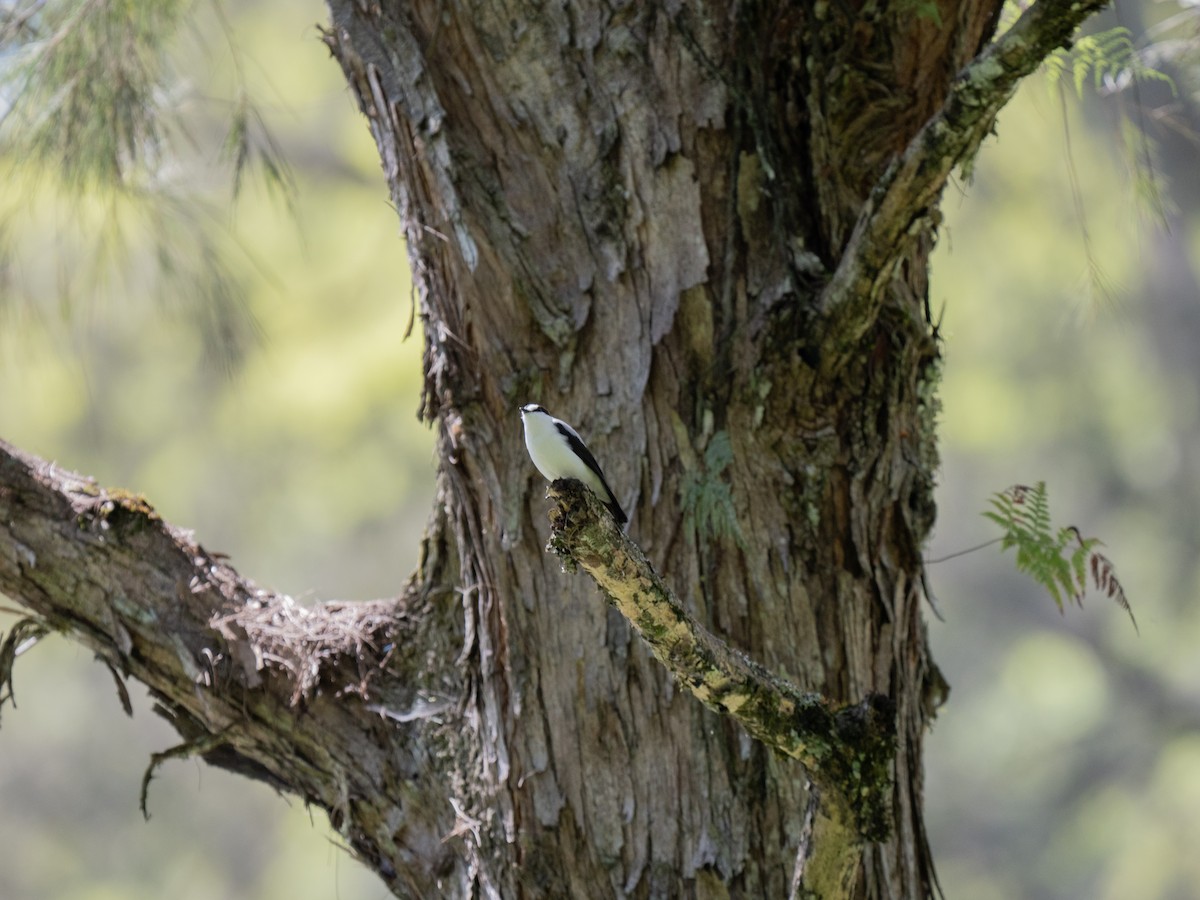 Torrent Flyrobin - ML626866125