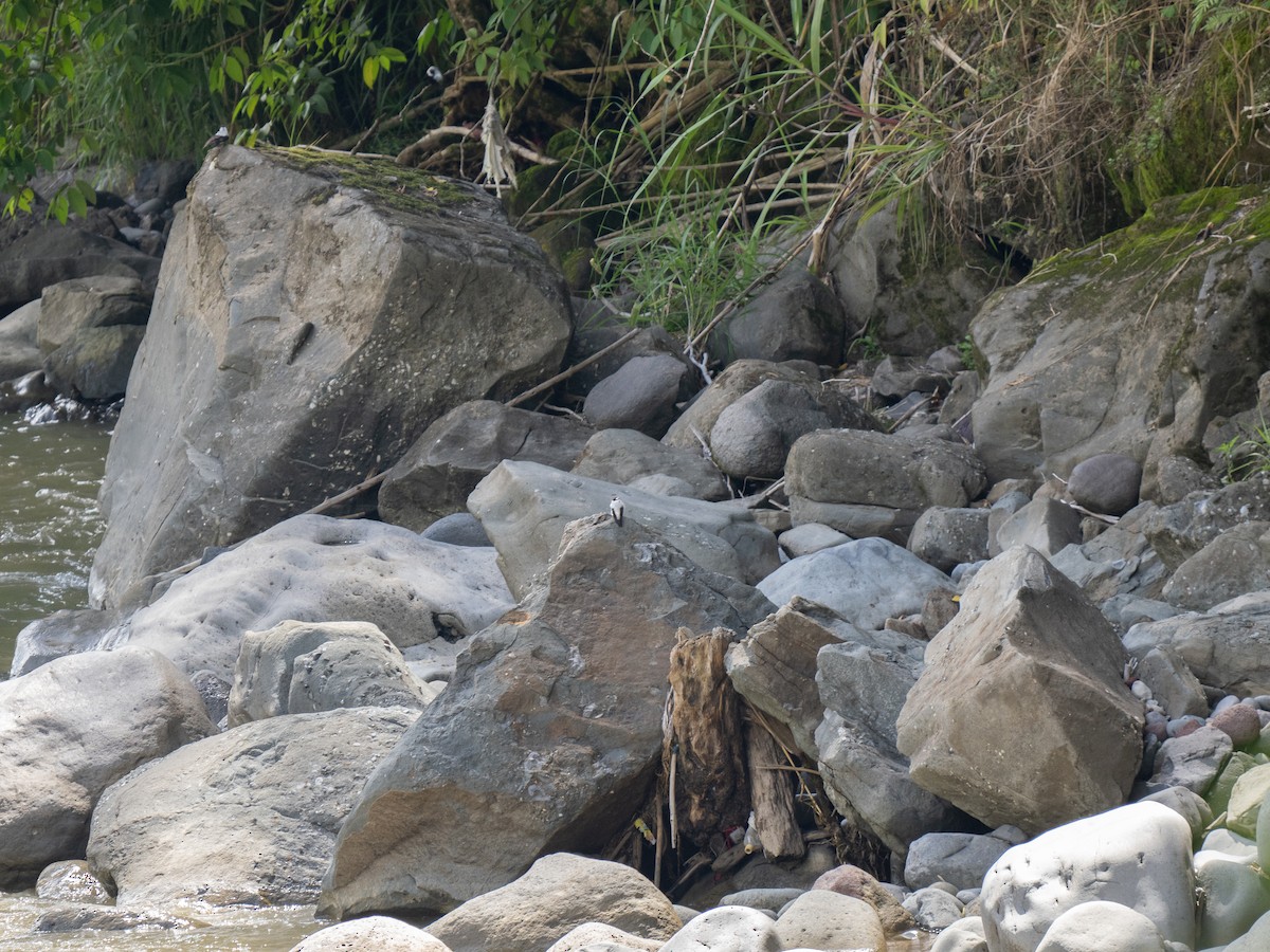 Torrent Flyrobin - ML626866126