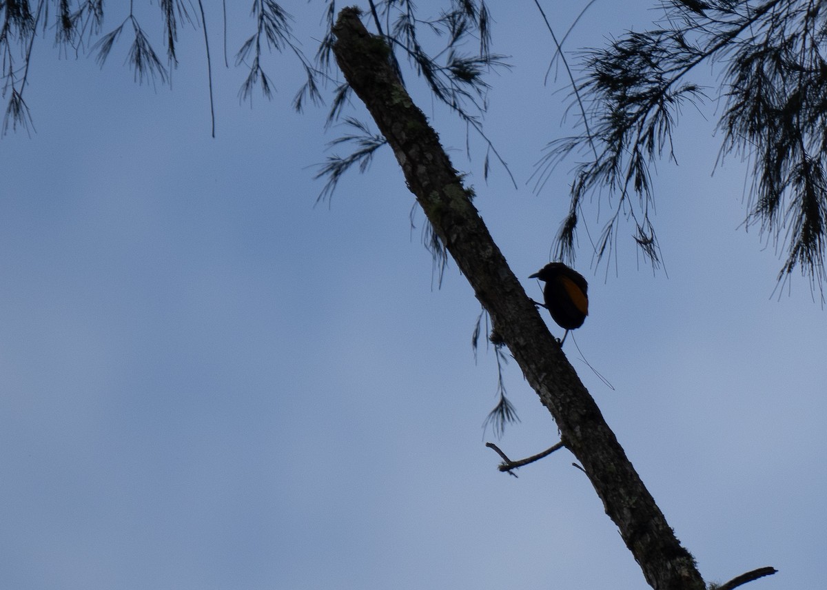 Magnificent Bird-of-Paradise - ML626866209