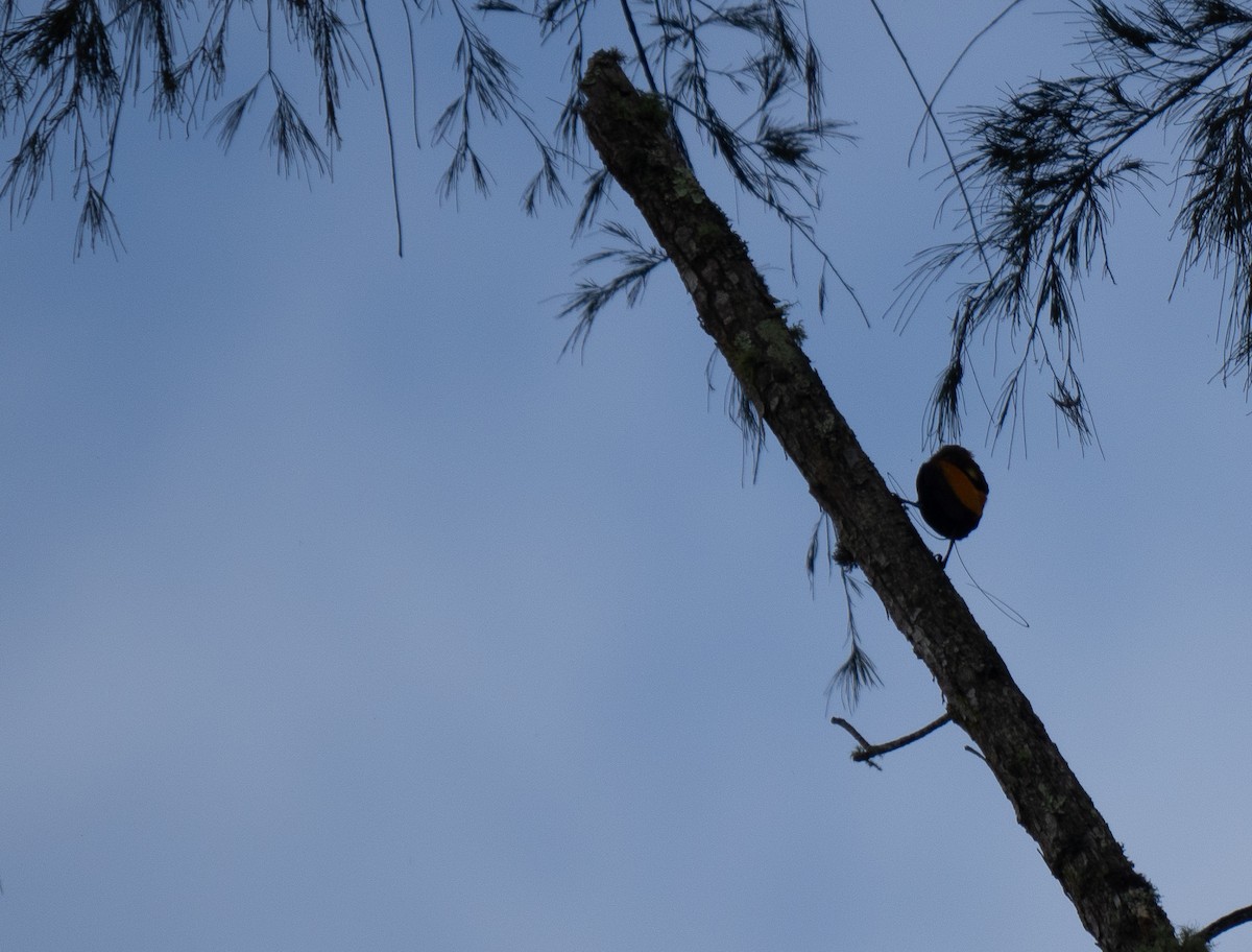Magnificent Bird-of-Paradise - ML626866210