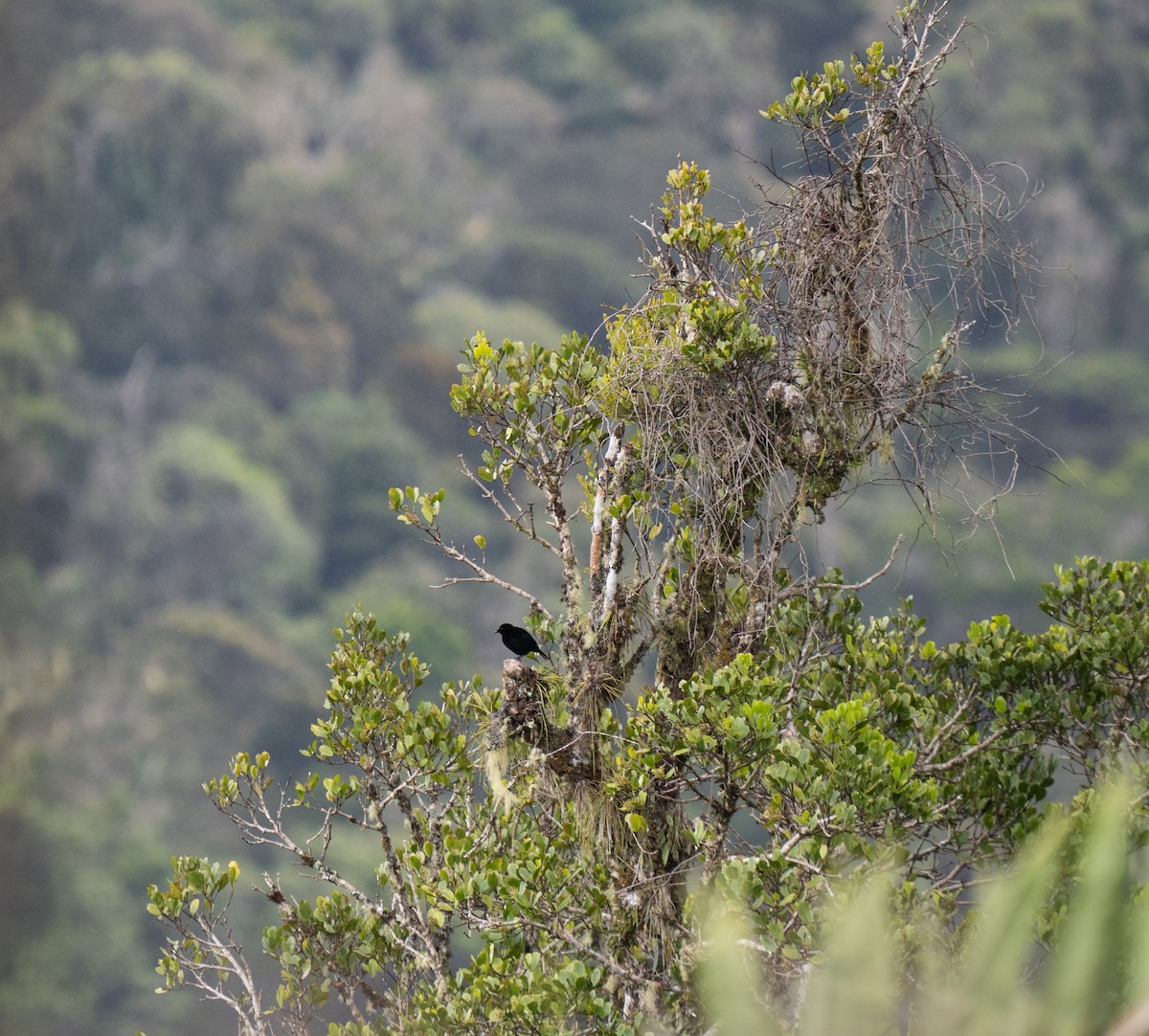 Loriasamtvogel - ML626866246