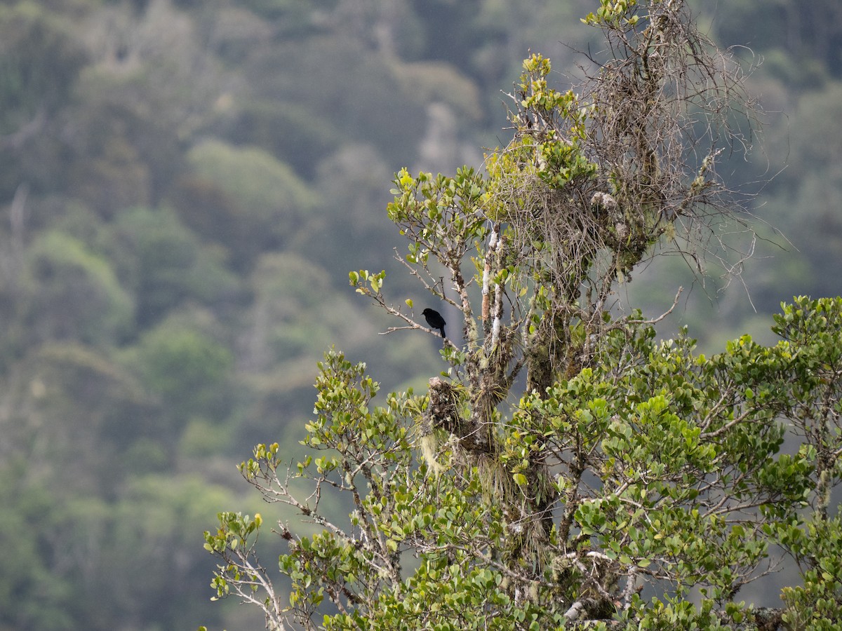 Loriasamtvogel - ML626866247