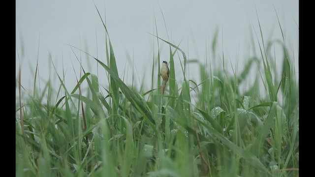 Yellow-bellied Prinia (Chinese) - ML626866257