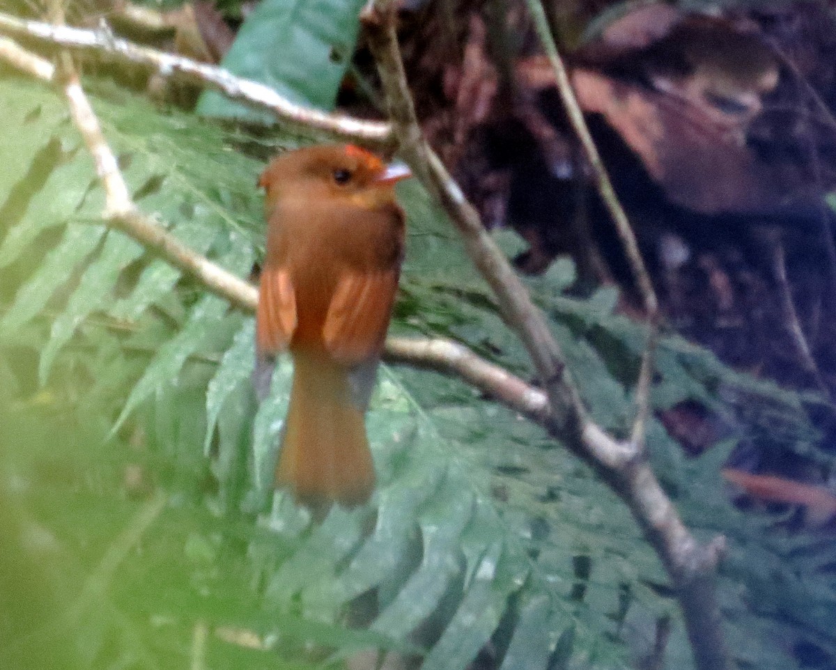 Atlantic Royal Flycatcher - ML626866281