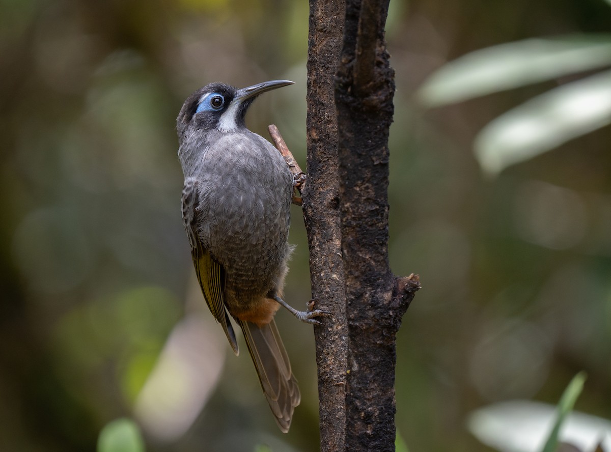 Belford's Melidectes - ML626866316