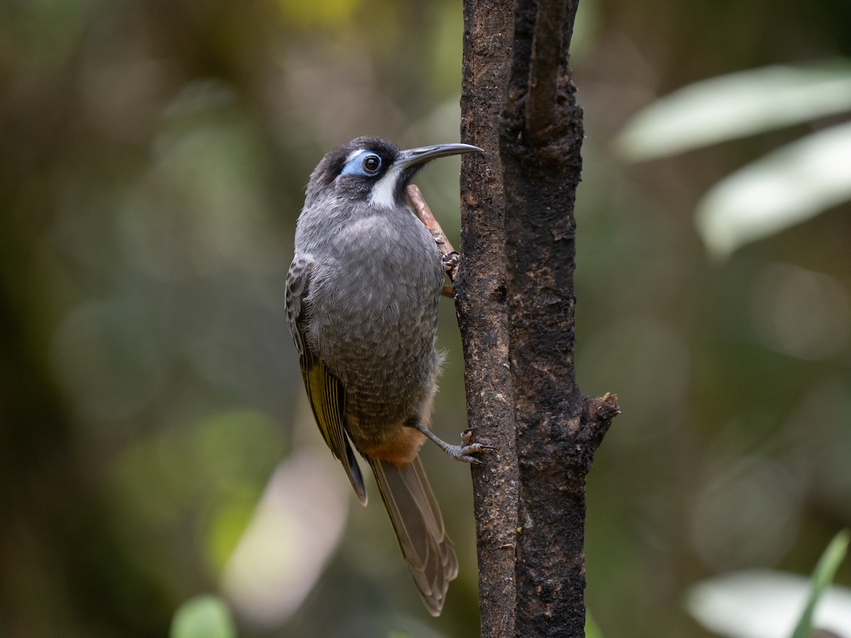 Belford's Melidectes - ML626866319