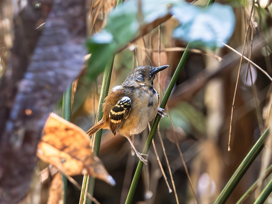 Alapi rougequeue (hemimelaena) - eBird