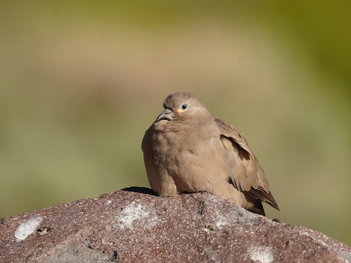 Black-winged Ground Dove - ML626866430