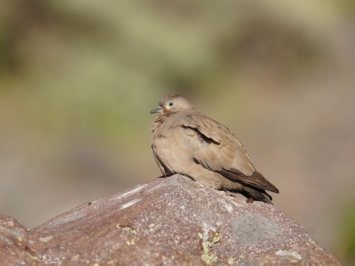 Black-winged Ground Dove - ML626866431