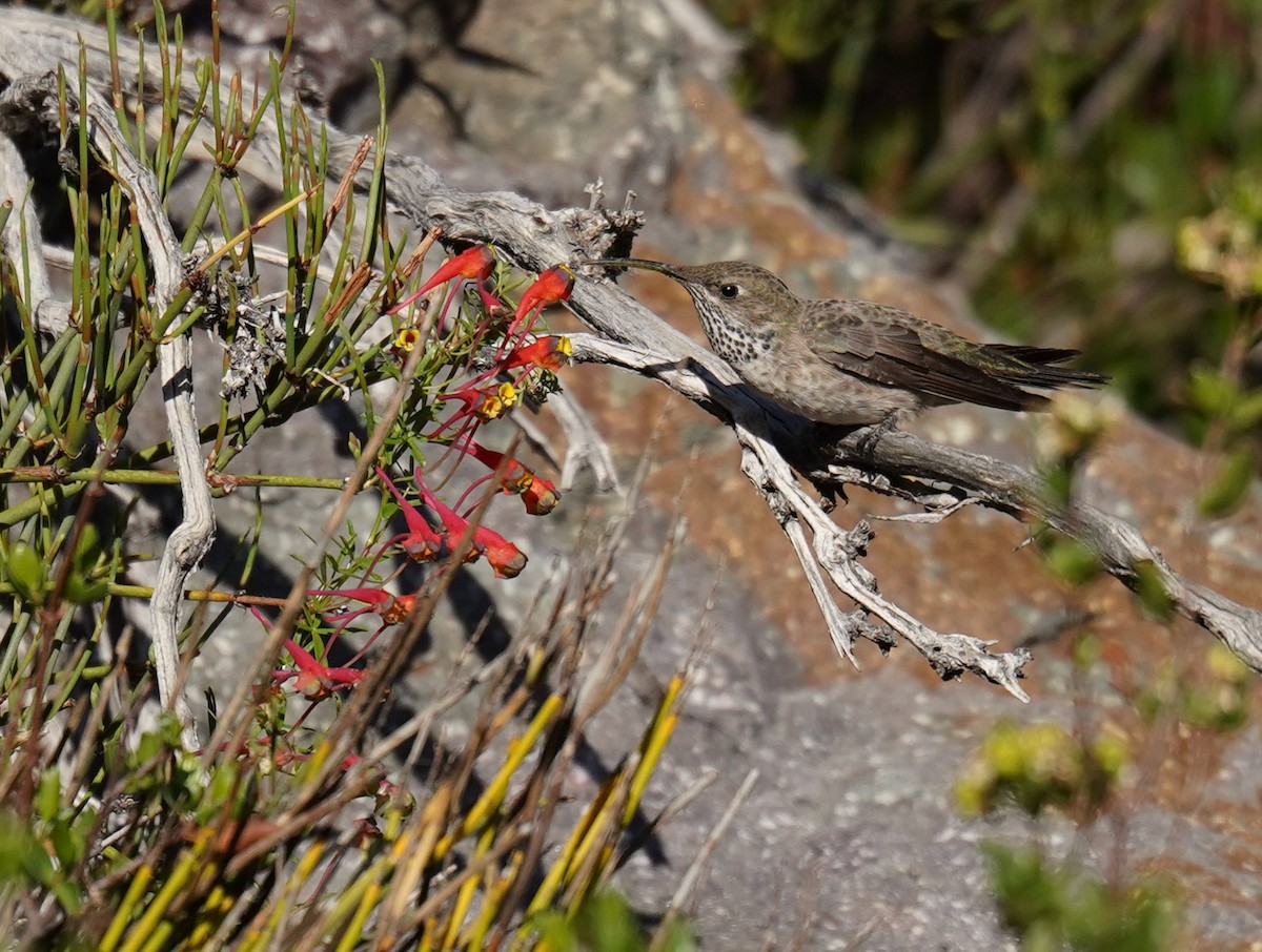 White-sided Hillstar - ML626866446