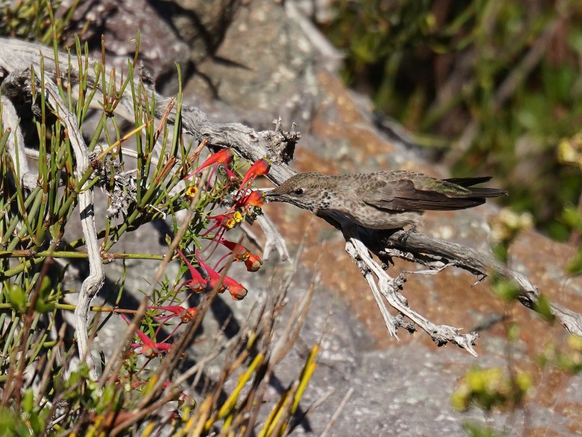 White-sided Hillstar - ML626866447