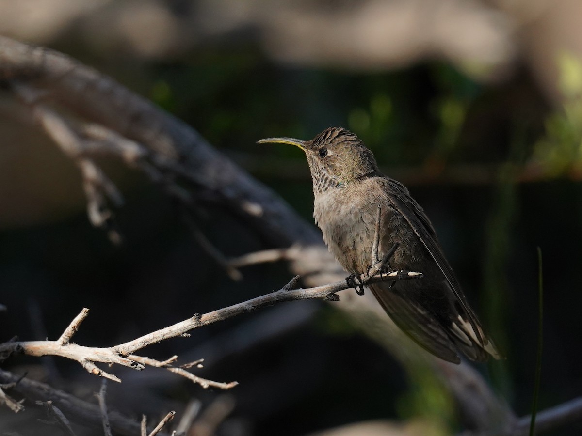 White-sided Hillstar - ML626866448