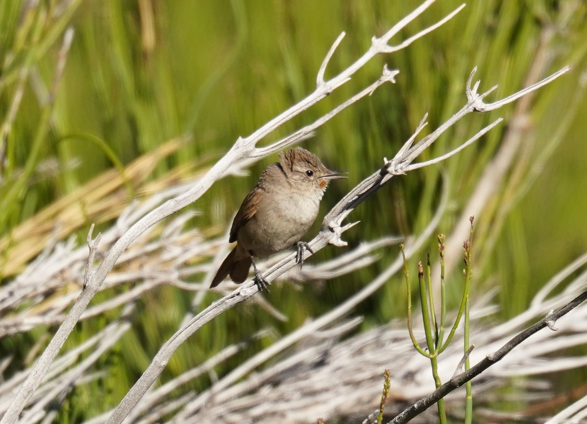 Sharp-billed Canastero - ML626866464