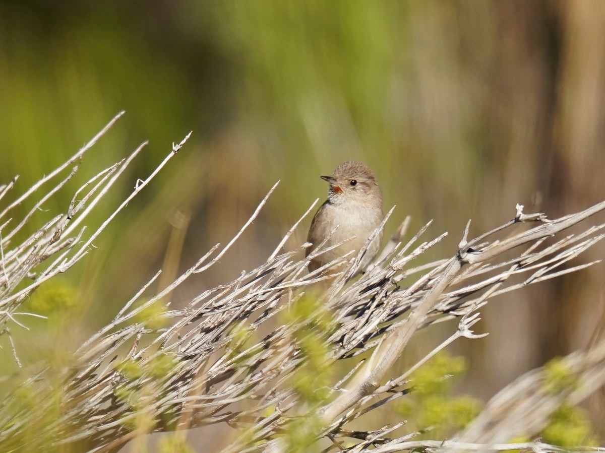 Sharp-billed Canastero - ML626866465