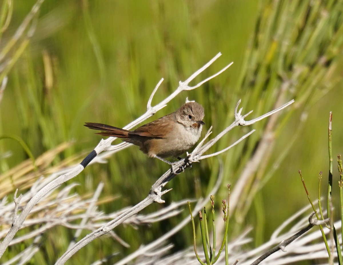 Sharp-billed Canastero - ML626866468