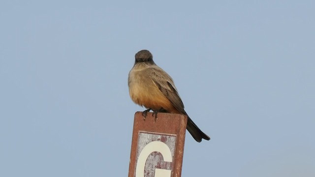 Say's Phoebe - ML626866493