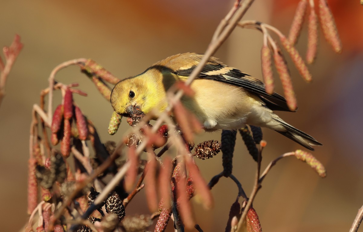 American Goldfinch - ML626866618