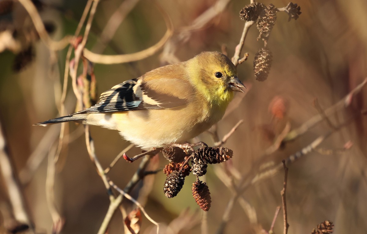 American Goldfinch - ML626866619