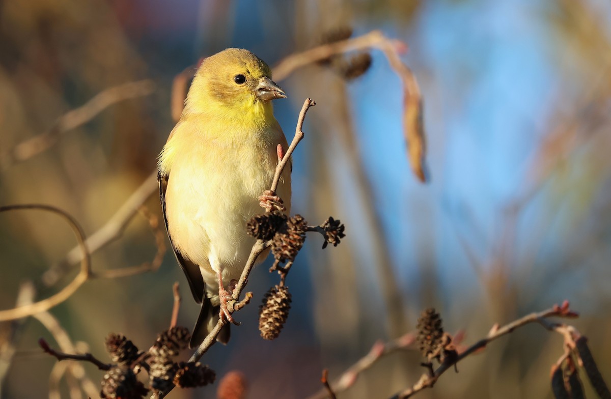 American Goldfinch - ML626866620