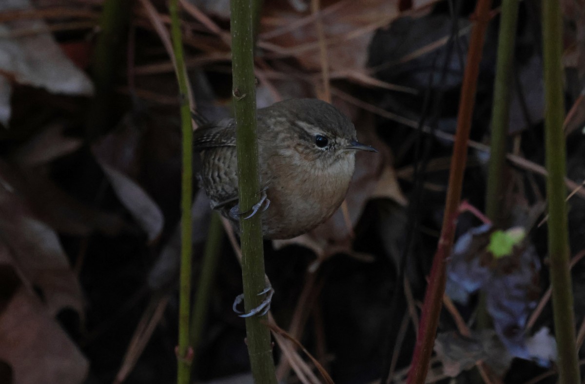 Winter Wren - ML626866621