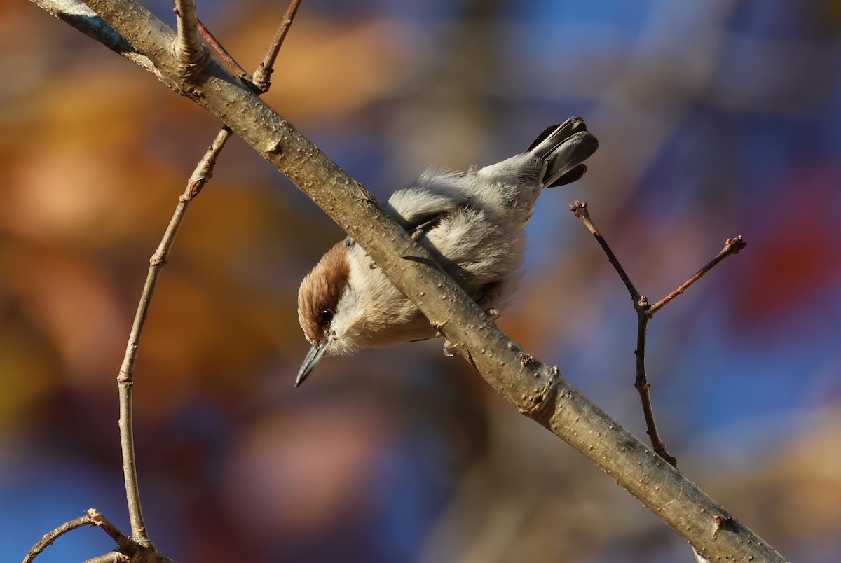 Brown-headed Nuthatch - ML626866639