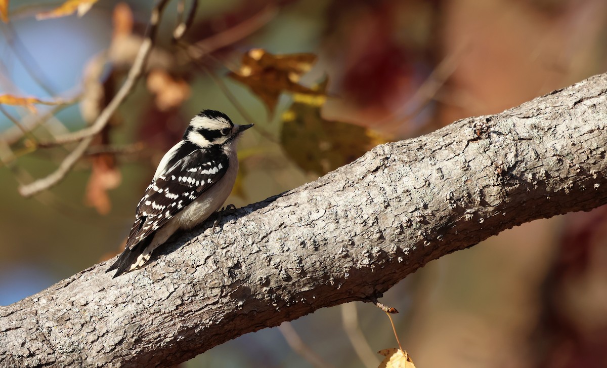Downy Woodpecker - ML626866645